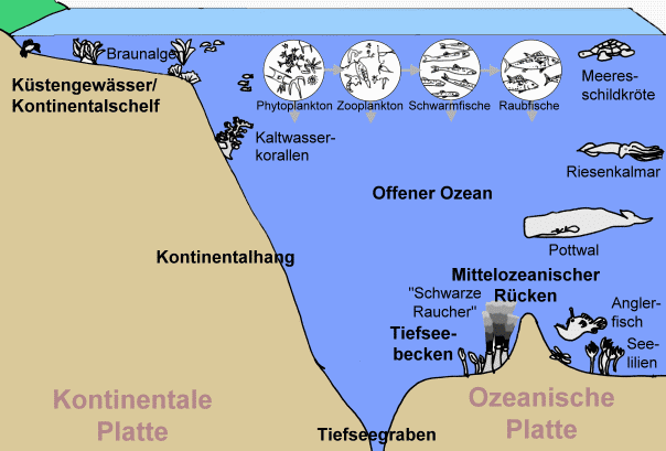 Lebensraum Meer